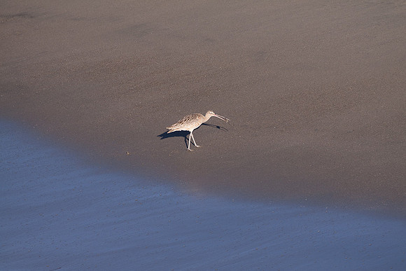 Cerlew at San Simeon Beach