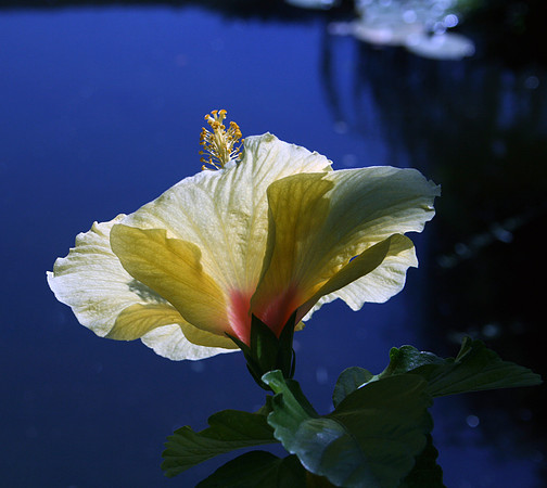 Hibiscus