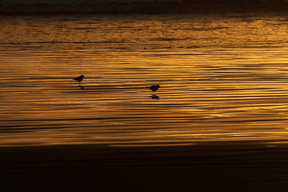 Cayucos Sunset