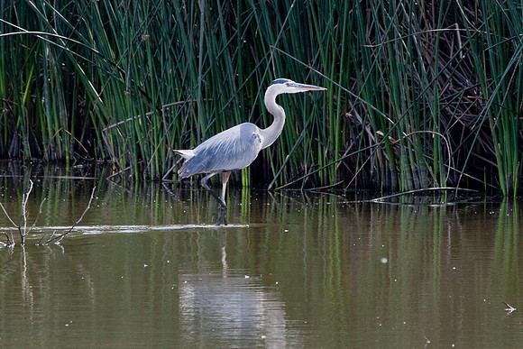 Great Blue Heron