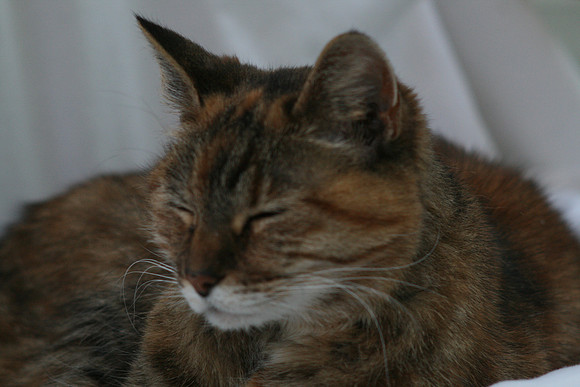 Cleo