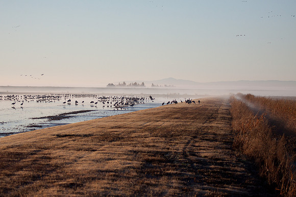 Sandhill Cranes Early Morning -  Woodbridge Road 11/28/10