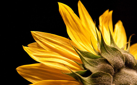 Sunflower at Midnight III