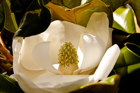 Magnolia -3494