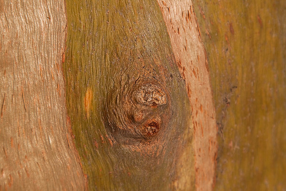 Eucalyptus at San Simeon