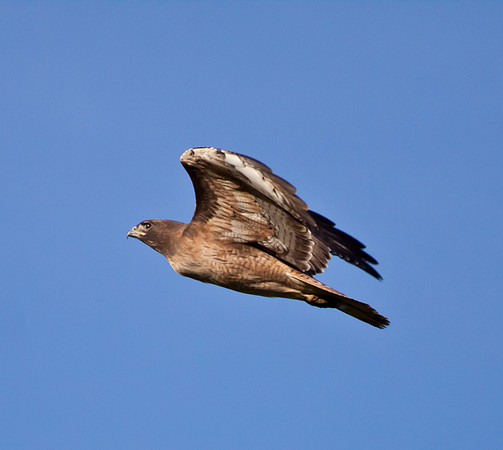 Road_103_birds-8309
