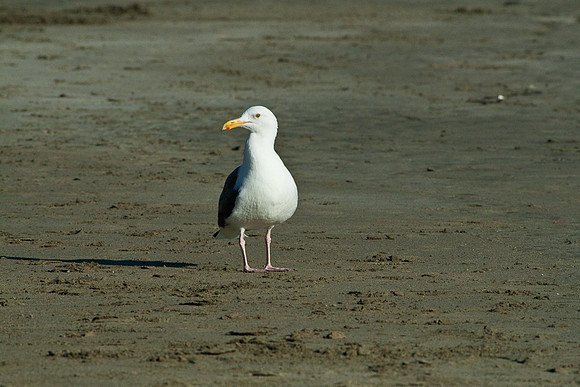 Cambria_SanSimeon-6429
