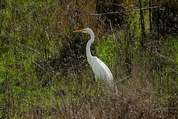 Common Egret in Cambria