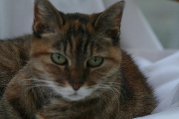 Cleo