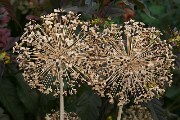 Botanicals' Yard