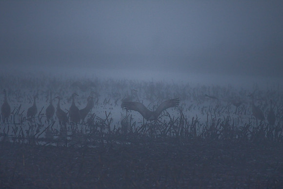 Sandhill_cranes,_egrets,_water_birds,_Staten_-7360