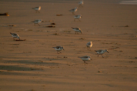 Cayucos Sunset