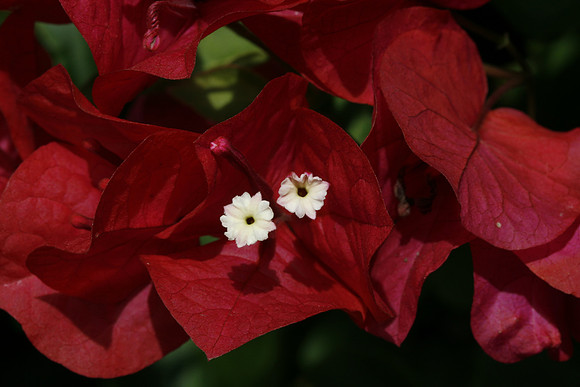 Bougainvilla