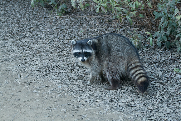 Racoon at Oso Flaco