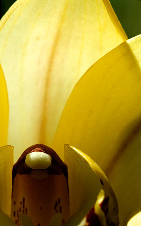 Yellow Alien