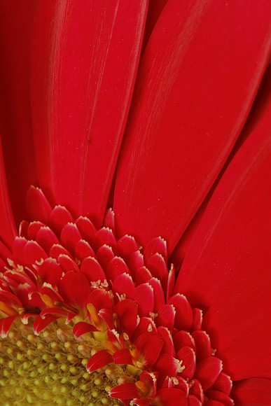 Partial Gerbera