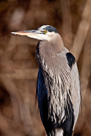 Blue Heron