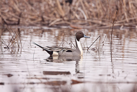 birds_eastern_delta-2701