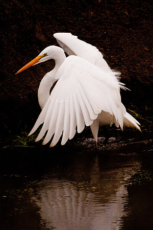 woodbridgebirds-1515