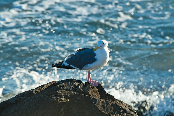 Cambria_SanSimeon-6494