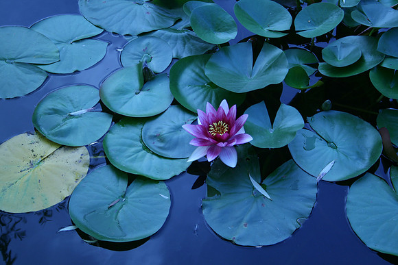 Water Lily